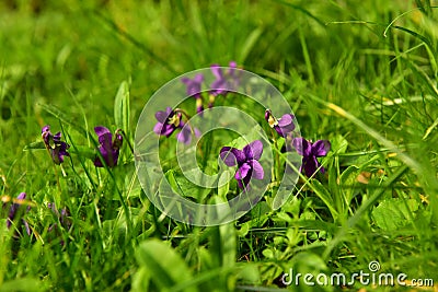 Violets Stock Photo