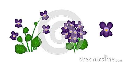Violets Stock Photo