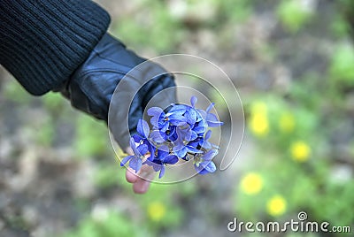 Violets medical and fragrant bouquet Stock Photo