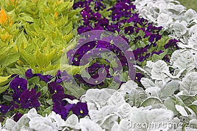 Violets and Plants Stock Photo
