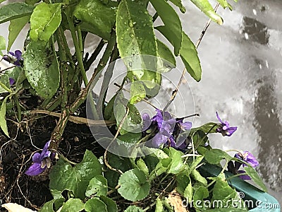 violets and plants under rain and Stock Photo