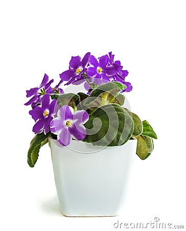 Violets in a pot of violets, isolated on white background Stock Photo