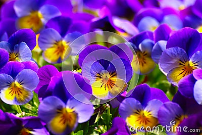 Violets In Spring Stock Photo