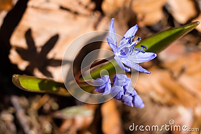 Violets spring flowers Stock Photo