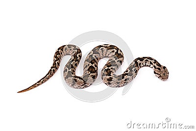 Viper snake Stock Photo