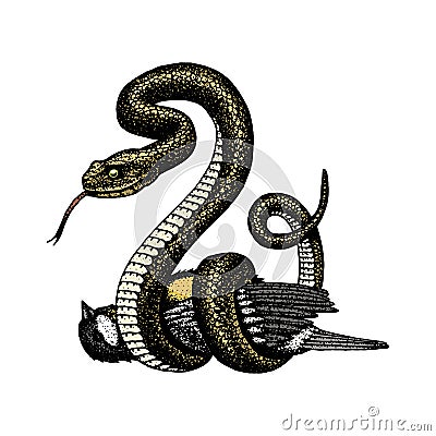 Viper snake. serpent cobra and python, anaconda or viper, royal. engraved hand drawn in old sketch, vintage style for Vector Illustration