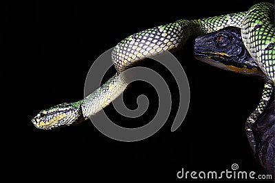 viper tropidolaemus wagleri temple viper snake Stock Photo