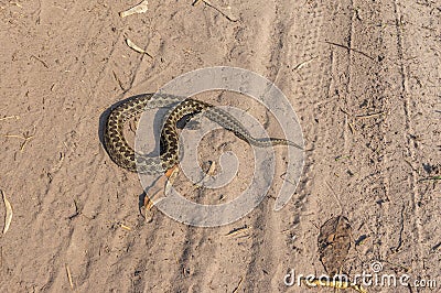 Vipera ursinii lying on a sandy soil at sunny autumnal day Stock Photo