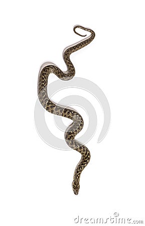 Viperine water snake, Natrix maura, nonvenomous and Semiaquatic snake Stock Photo