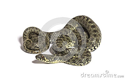 Viperine water snake, Natrix maura, nonvenomous and Semiaquatic snake Stock Photo