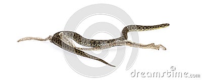 Viperine water snake, Natrix maura, Shedding Skin UK Molting, nonvenomous and Semiaquatic snake, Isolated on white Stock Photo