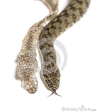 Viperine water snake, Natrix maura, Shedding Skin UK Molting, nonvenomous and Semiaquatic snake Stock Photo