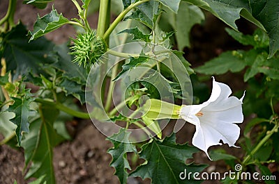 Virgin cucumber wild kind of white flowering eggplant thorns Common symptoms are dizziness, fast heart rate, palpitations, stagger Stock Photo