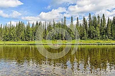 Virgin Komi forests Stock Photo