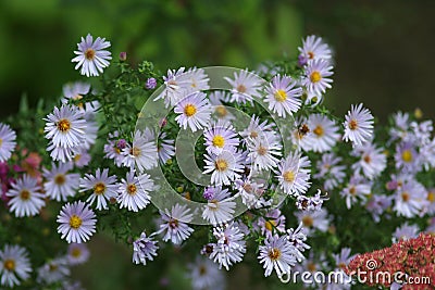 Virgin light asters Stock Photo