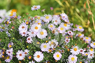 Virgin light asters Stock Photo