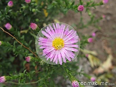 Virgin light violet aster Stock Photo