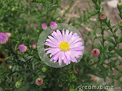 Virgin light violet aster Stock Photo