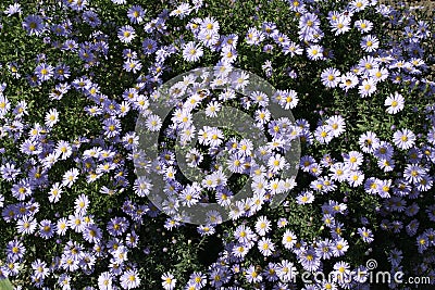 Virgin light violet asters Stock Photo