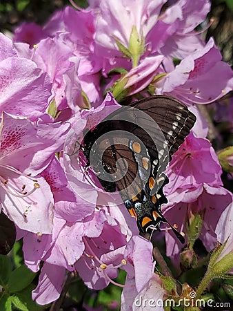 Virgina butterfly Stock Photo