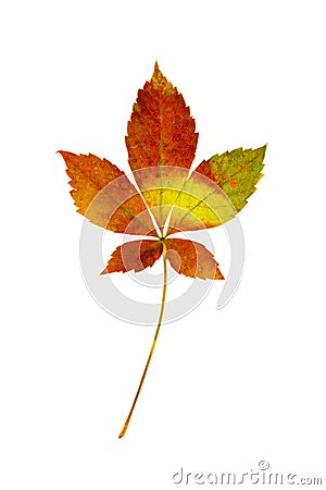 Virgina Creeper Leaves Stock Photo