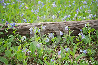 Virginia Bluebells and log Stock Photo