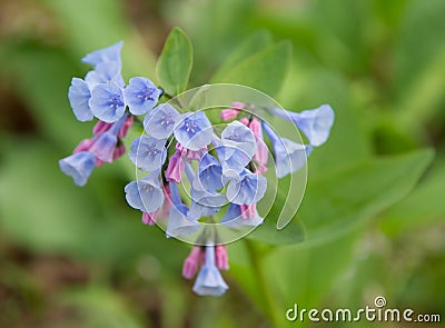 Virginia Bluebells Stock Photo