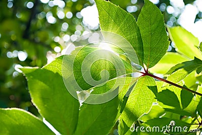 Virginia creeper Stock Photo