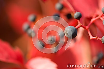 Virginia creeper Stock Photo