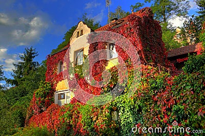 Virginia creeper Stock Photo