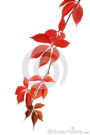 Virginia creeper Stock Photo