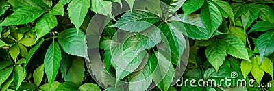 Virginia creeper plant banner. Natural floral pattern. Lush dark green foliage of a parthenocissus plant. Stock Photo