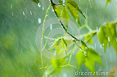 Virginia Creeper in Rain Stock Photo