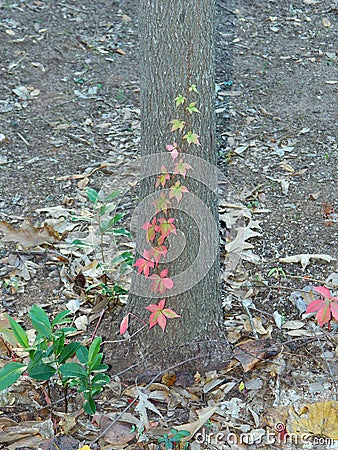 Virginia creeper vine Parthenocissus quinquefolia fall colors Stock Photo