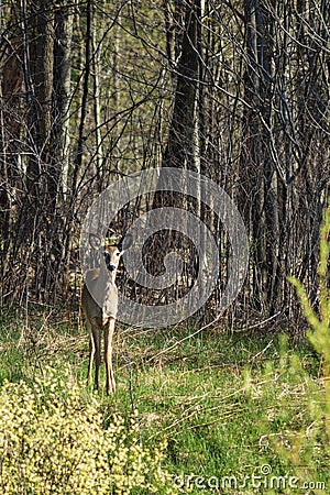 Virginia deer in forest Stock Photo