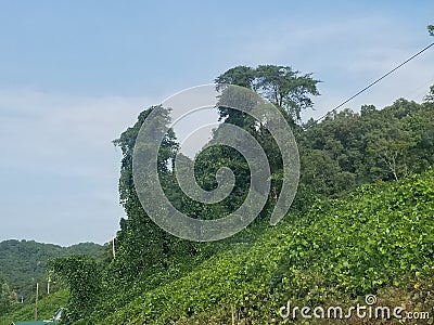 Virginia odd trees in the mountains Stock Photo