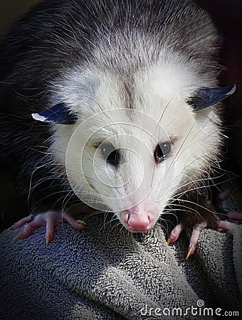 Virginia Opossum - Black and White Marsupial - looking directly at the camera Stock Photo