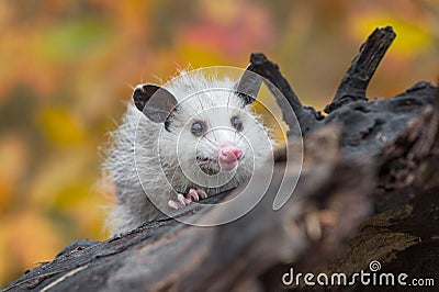 Virginia Opossum Didelphis virginiana Joey Looks Out Alone on Log Autumn Stock Photo