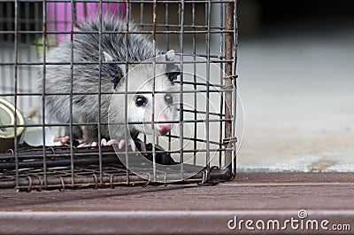 Virginia Opossum juvenile in humane raccoon cage trap Stock Photo