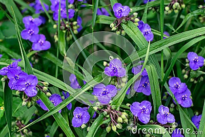 Virginia spiderweb bush Tradescantia virginiana close up. Tradescantia ohiensis, the bluejacket flower or Ohio Stock Photo