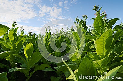 Virginia tobacco (Brightleaf tobacco) plants growing on plantation. Stock Photo