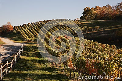 Virginia Wine Country in autumn Stock Photo