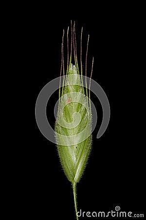 Soft Brome Bromus hordeaceus. Spikelet Closeup Cartoon Illustration