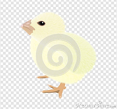 A Virtual image of cute little chicks isolated on a white background, realistic drawing vector illustration Cartoon Illustration