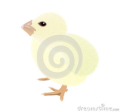 A Virtual image of cute little chicks isolated on a white background, realistic drawing vector illustration Cartoon Illustration