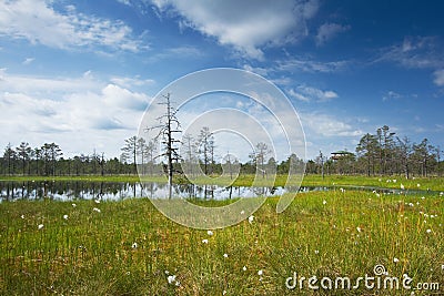 Viru bogs at Lahemaa national park Stock Photo