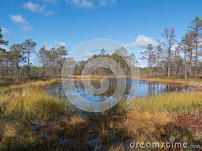 Viru bogs at Lahemaa national park Stock Photo