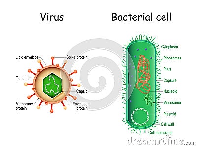 Virus and bacteria. Bacterial cell anatomy and virion structure Vector Illustration