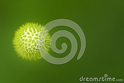 Virus. Close-up image of an organic cell on green background. Stock Photo