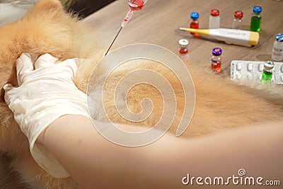 Virus and recovery concept, tying inject a vaccine to pomeranian dog with blurred vaccine bottles with red or green liquid Stock Photo